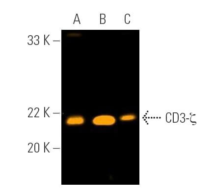 CD3 Antibody 6B10.2 sc 1239