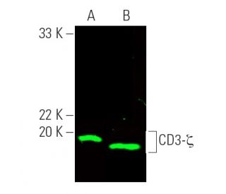 ｃｄ3 NEW Thermo 088663 Dionex CR-CTC 600 Continuously Regenerated