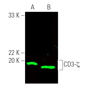 CD3 Antibody 6B10.2 sc 1239