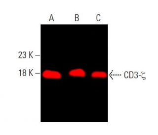 western blotting image from recommended CD3-&zeta; (6B10.2) monoclonal antibody replacement. Image 377844