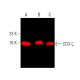 western blotting image from recommended CD3-ζ (6B10.2) monoclonal antibody replacement. Image 377844