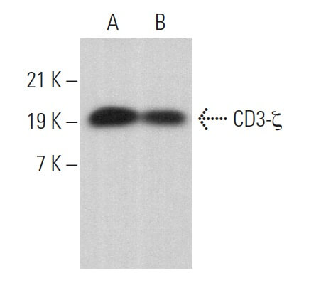 CD3 Antibody E 3 sc 166435