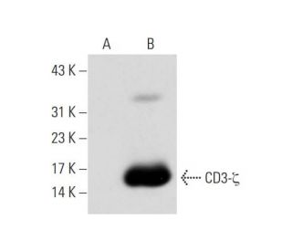 CD3-ζ Antibody (F-3) | SCBT - Santa Cruz Biotechnology