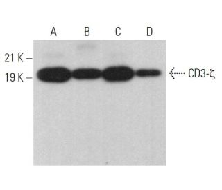 CD3-&zeta; Antibody (F-3) - Western Blotting - Image 379376 
