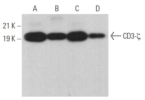 cd3-zeta-antibody-f-3-western-