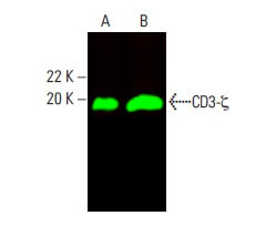 CD3-ζ Antibody (F-3) | SCBT - Santa Cruz Biotechnology