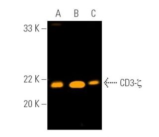 CD3-&zeta; Antibody (6B10.2) - Western Blotting - Image 390714 