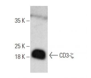 CD3-&zeta; Antibody (D-4) - Western Blotting - Image 353746 