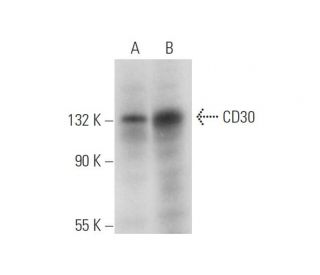 CD30 Antibody (B-10) - Western Blotting - Image 318043 