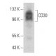 CD30 Antibody (B-10) - Western Blotting - Image 357145