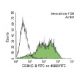 CD30 Antibody (C-3) - Flow Cytometry - Image 146668 
