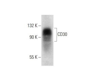 CD30 Antibody (C-3) - Western Blotting - Image 318556 