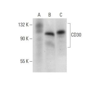 CD30 Antibody (D-7) - Western Blotting - Image 318042