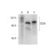 CD30 Antibody (D-7) - Western Blotting - Image 318042