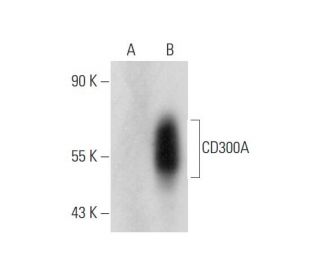 CD300A Antibody (MEM-260) - Western Blotting - Image 344721