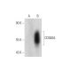 CD300A Antibody (MEM-260) - Western Blotting - Image 344721