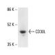CD30L Antibody (RM153) - Western Blotting - Image 411929