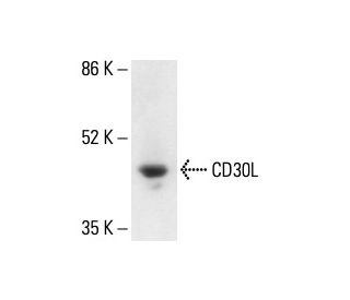 CD30L Antibody (RM153) - Western Blotting - Image 411929Each CRISPR/Cas9 Knockout (KO) Plasmid product consists of a pool of 3 plasmids designed to ensure identification and cleavage of a specific gene for maximum knockout efficiency. Each plasmid encodes a unique 20 nt sequence derived from the GeCKO (v2) library.