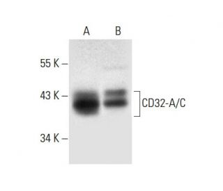 CD32-A Antibody (N-20): sc-12808