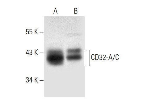 CD32-A Antibody (N-20) | SCBT - Santa Cruz Biotechnology