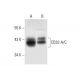 western blotting image from recommended CD32-A/C (B-3) monoclonal antibody replacement. Image 301422