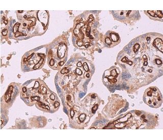 CD32-A/B/C Antibody (B-4) - Immunohistochemistry - Image 373611 