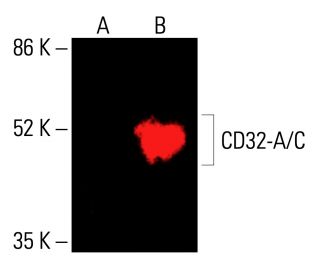 CD32-A/C Antibody (B-3) - Western Blotting - Image 416650