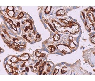 immunohistochemistry image from recommended CD32-B (F-4) monoclonal antibody replacement. Image 373614