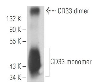 CD33 Antibody (6C5/2) - Western Blotting - Image 15756