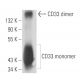 CD33 Antibody (6C5/2) - Western Blotting - Image 15756