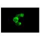 CD33 Antibody (P67.6) - Immunofluorescence - Image 4798