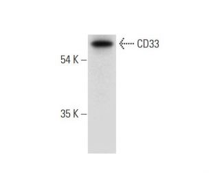 CD33 Antibody (B-3) - Western Blotting - Image 314047Each CRISPR/Cas9 Knockout (KO) Plasmid product consists of a pool of 3 plasmids designed to ensure identification and cleavage of a specific gene for maximum knockout efficiency. Each plasmid encodes a unique 20 nt sequence derived from the GeCKO (v2) library. 