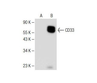 CD33 (B-9): sc-374450. Western blot analysis of CD33 expression in... 