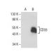 CD33 (E-6): sc-376184. Western blot analysis of CD33 expression in...