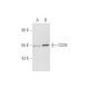 CD34 Antibody (CBR-E8) - Western Blotting - Image 334139