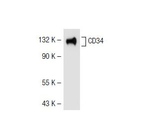 western blotting image from recommended CD34 (ICO115) monoclonal antibody replacement. Image 41666