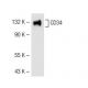 western blotting image from recommended CD34 (ICO115) monoclonal antibody replacement. Image 41666