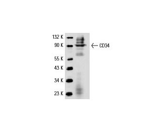 CD34 Antibody (ICO115) | SCBT - Santa Cruz Biotechnology