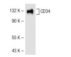 CD34 Antibody (ICO115) | SCBT - Santa Cruz Biotechnology