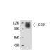 CD34 Antibody (MEC 14.7) - Western Blotting - Image 17221 