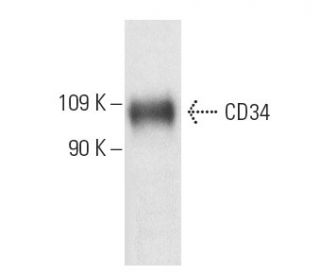 CD34 Antibody (TUK3) - Western Blotting - Image 4800 