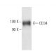 CD34 Antibody (TUK3) - Western Blotting - Image 4800 