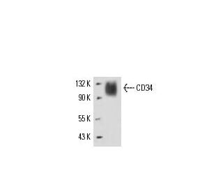 CD34 Antibody (MEC 14.7) - Western Blotting - Image 17221Each CRISPR/Cas9 Knockout (KO) Plasmid product consists of a pool of 3 plasmids designed to ensure identification and cleavage of a specific gene for maximum knockout efficiency. Each plasmid encodes a unique 20 nt sequence derived from the GeCKO (v2) library. 