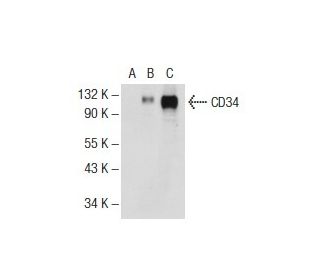 CD34 Antibody (B-6) - Western Blotting - Image 72994