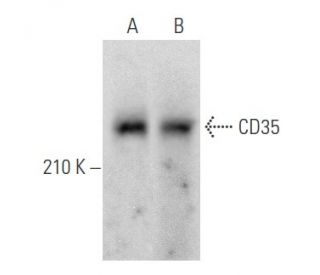 CD35 Antibody (H-2) - Western Blotting - Image 355504 