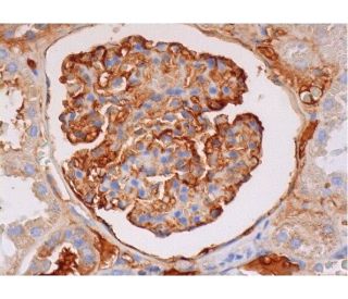 CD35 Antibody (H-300): sc-20924