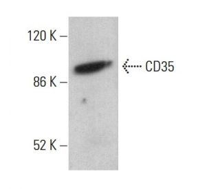 CD35 Antibody (To5) - Western Blotting - Image 380734 