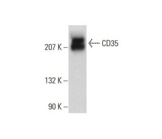 CD35 Antibody (H-2) - Western Blotting - Image 72376