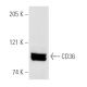 This polyclonal antibody has been discontinued. See our recommended <a href="cd36-antibody-smphi">CD36 (SMφ)</a> monoclonal antibody (sample data shown). western blotting image from recommended CD36 (SMφ) monoclonal antibody replacement. Image 4813