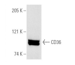CD36 Antibody (SM&phi;) - Western Blotting - Image 4813 